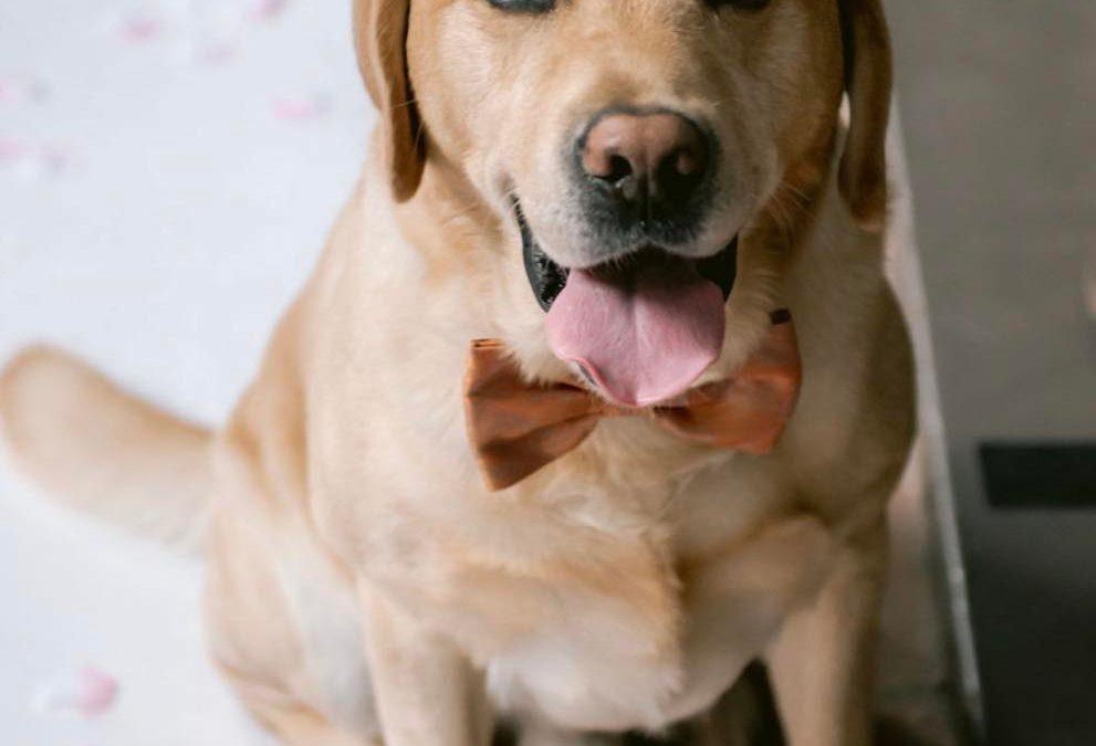 Een stropdas voor de hond in de stof van je kostuum